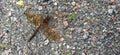 Dinnertime for a dragonfly Royalty Free Stock Photo