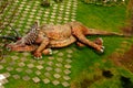 Dino lying in the garden