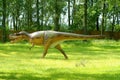 Dinosaur Albertosaur, Albertosaurus libratus in jurassic park Royalty Free Stock Photo