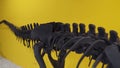 Dinosaur Allosaurus skeleton close up. Allosaurus is a genus of carnivorous theropod dinosaur that lived 155 to 150