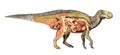 Dinosaur anatomy Iguanodon total cutaway, showing all internal organs.