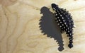 A dinosaur ankylosaurus toy and its shadow