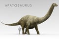 Dinosaur Apatosaurus And Human Size Comparison