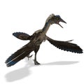 Dinosaur Archaeopteryx Royalty Free Stock Photo