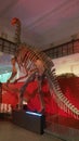 Dinosaur Australia Museum Sydney Fossil