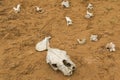 Dinosaur Bones in a makeshift bone sandpit at Cape Otway National Park in Australia