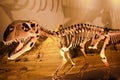 Dinosaur bones in the nature reserve Ischigualasto