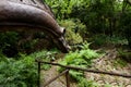 Dinosaur botanical garden, Siena, Tuscany, Italy