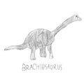 Dinosaur Brachiosaurus drawing. Pencil illustration. For your design