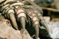 Dinosaur Claws Royalty Free Stock Photo