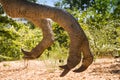 Dinosaur claws detail. Detail of dinosaur paws. Royalty Free Stock Photo