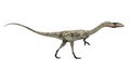 Dinosaur Coelophysis Royalty Free Stock Photo