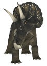 Dinosaur Diceratops Royalty Free Stock Photo