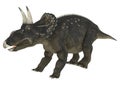 Dinosaur Diceratops Royalty Free Stock Photo