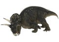 Dinosaur Diceratops Royalty Free Stock Photo