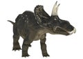 Dinosaur Diceratops Royalty Free Stock Photo