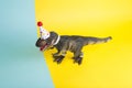 a dinosaur, dressed up in lace and a paper party hat