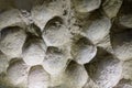 Dinosaur eggs fossil