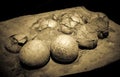 Dinosaur eggs in the nest