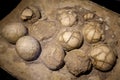 Dinosaur eggs in the nest