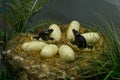 Dinosaur eggs with new born reptiles, prehistoric scene photo, museum display