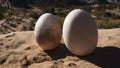 dinosaur eggs in the sand The dinosaur egg was a phony implemented by the tyranny of greed