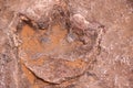 Dinosaur footprint Royalty Free Stock Photo