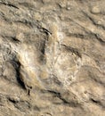 Dinosaur Footprint Royalty Free Stock Photo