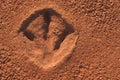 Dinosaur footprint in Broome Kimberley Western Australia