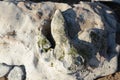 Dinosaur footprint, Compton beach, Isle of Wight