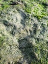 Dinosaur footprint on the Isle of Skye