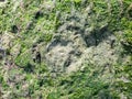 Dinosaur footprint on the Isle of Skye