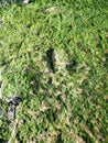 Dinosaur footprint on the Isle of Skye