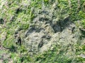 Dinosaur footprint on the Isle of Skye