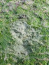 Dinosaur footprint on the Isle of Skye