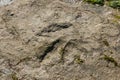 Dinosaur footprint in the rock