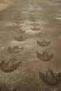 Dinosaur footprint Royalty Free Stock Photo