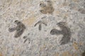 Dinosaur footprints