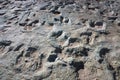 Dinosaur Footprints