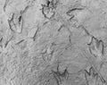 Dinosaur footprints on the rocks, black and white