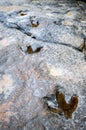 Dinosaur footprints