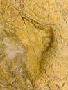 Dinosaur footstep of a Ornithopod & x28;herbivorous bipe