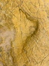 Dinosaur footstep of a Ornithopod & x28;herbivorous bipe