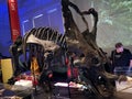 Dinosaur Fossil@ Australian Museum