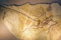 Dinosaur fossil Royalty Free Stock Photo