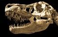 Head of dinosaur Royalty Free Stock Photo