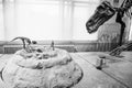 Dinosaur fossil in Museum of natural sciences of Belgium