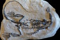 Dinosaur fossil on sand stone background
