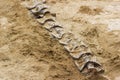 Dinosaur fossil simulator excavation in sand for education and learning Royalty Free Stock Photo