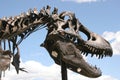 Dinosaur fossil Royalty Free Stock Photo